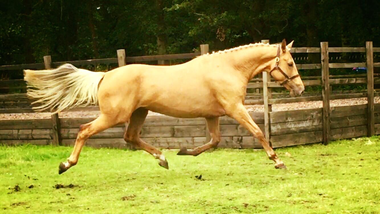 Palominos Pinewood Stud Nottinghamshire